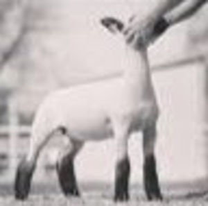 Meet your Posher, Tessa